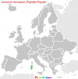 Limonium hermaeum (Pignatti) Pignatti